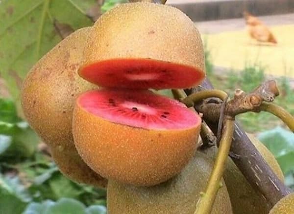 تصویر 1 از قیمت خرید کیوی تو سرخ عمده به صرفه و ارزان